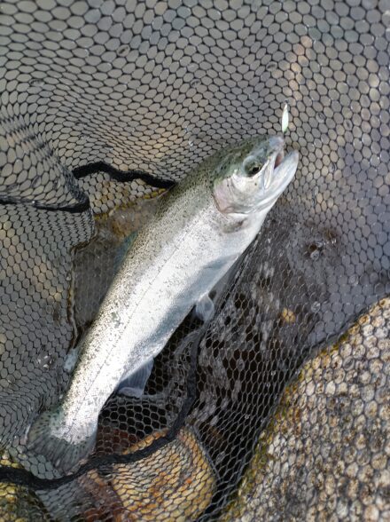 高島の泉でエリアトラウト8