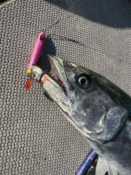 日本海舞鶴サワラブレードジギングinトップスジャパン