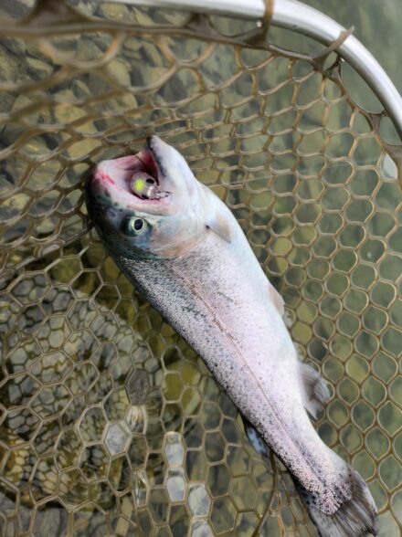 ライトゲーマーのエリアトラウト釣行記in加賀フィッシングエリアその2