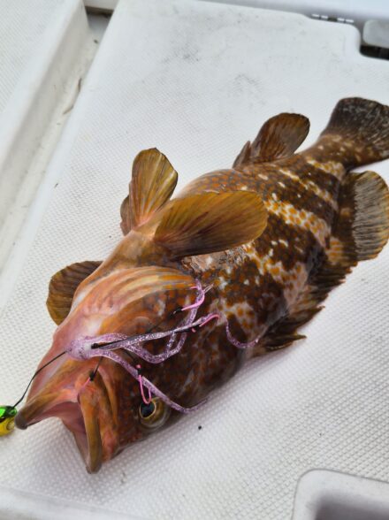 五目タイラバ🐟️小浜