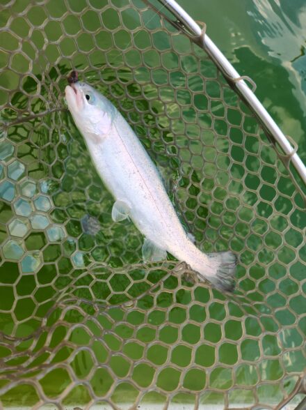 多摩湖さんでエリアトラウト