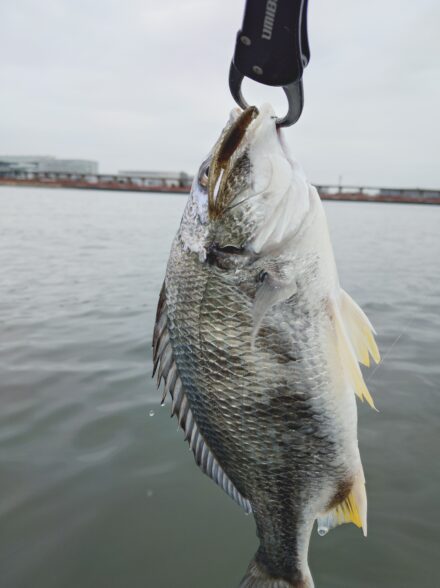 多摩川チニング