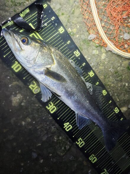 春らしいシーバス釣り