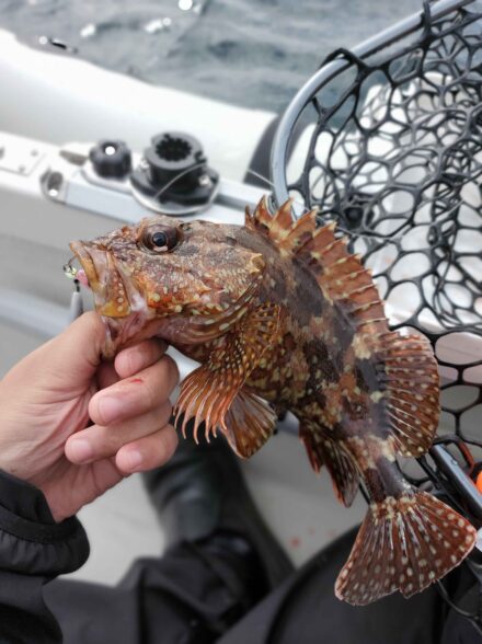 三重県錦湾 ボート釣行