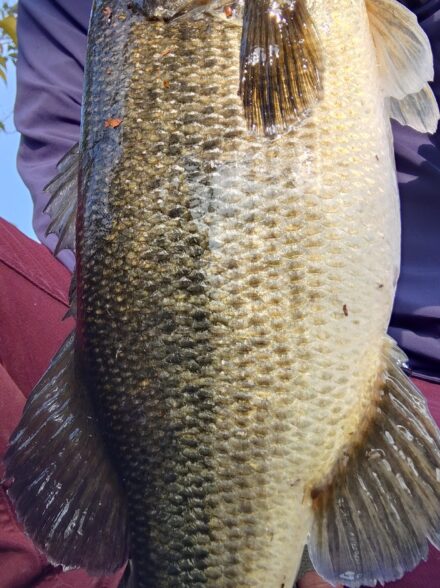 3月末の淀川毛馬エリア