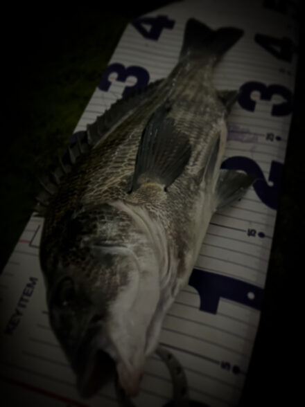 東京都 湾奥チニング