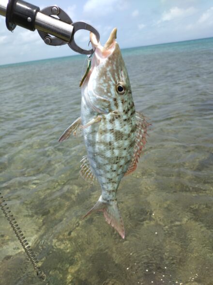 石垣島遠征ＤＡＹ４　黒島リーフフィッシング