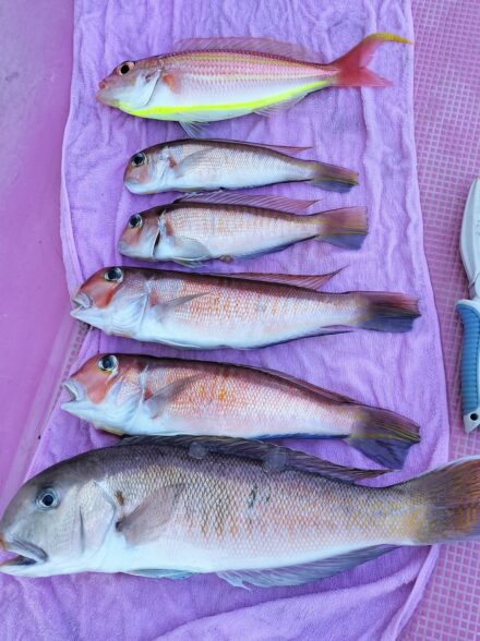 とことんアマダイ３年目！ ９戦目 (３／５・茅ヶ崎沖)