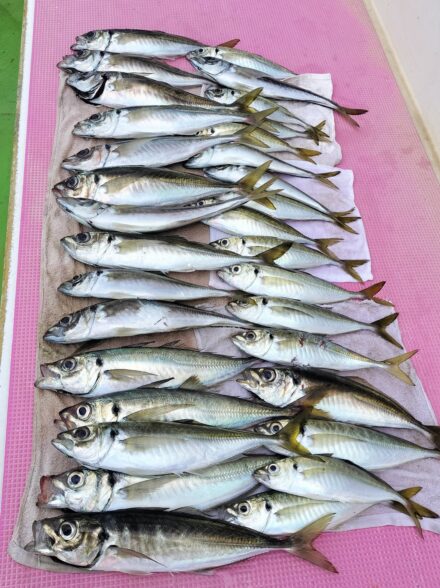 泳がせは不発もアジは好漁！！ (３／６・茅ヶ崎沖)