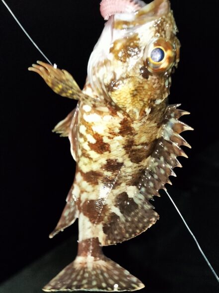 ジグヘッドを使ったカンタン手軽な小物釣り！！