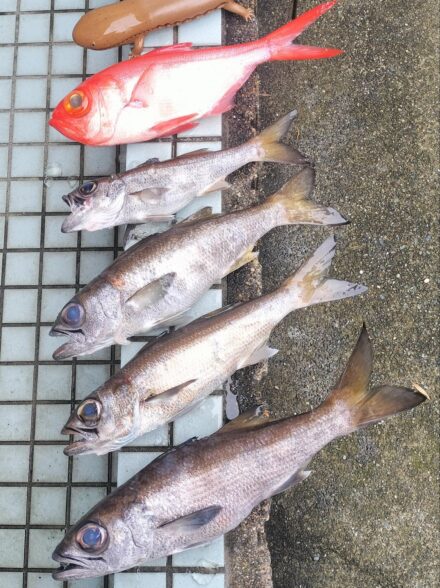 小田原沖の近場で楽しめる中深海狙い!!