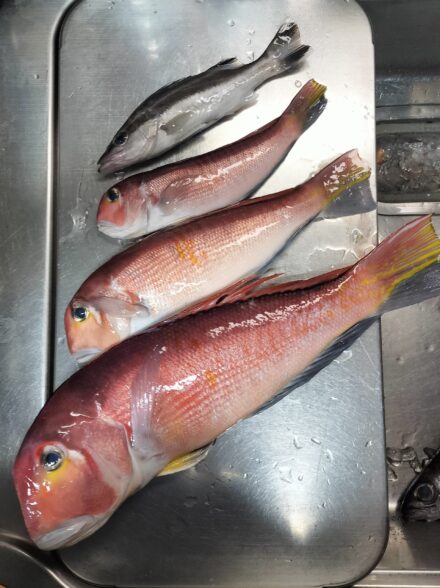 とことんアマダイ3年目! 最終戦 (3/27・茅ヶ崎沖)