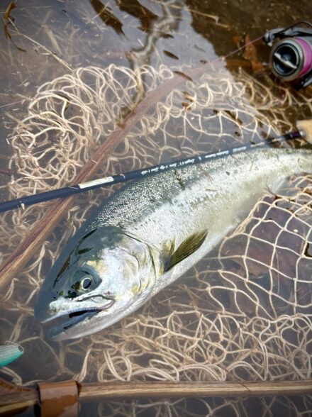 レイクサクラマス