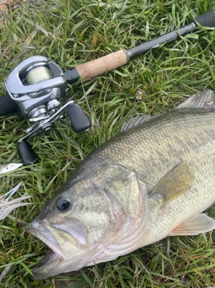五三川で春のスピナベフィッシュ❗️