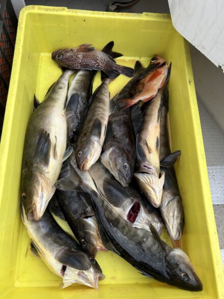 北海道ジギング!