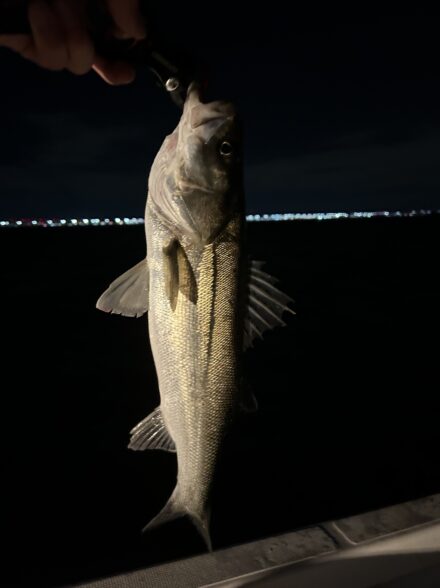 絶好調東京湾ボートシーバス！