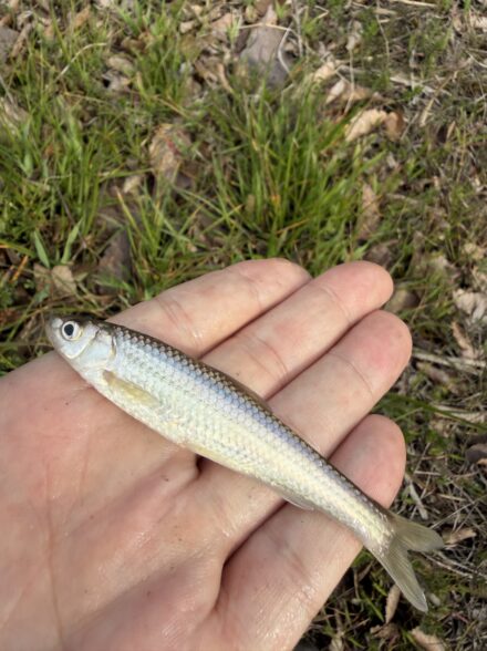 琵琶湖モロコシーズンイン