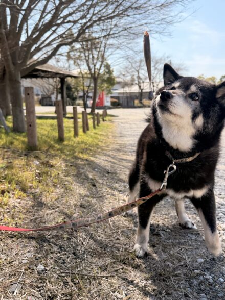 まったりモロコ釣り