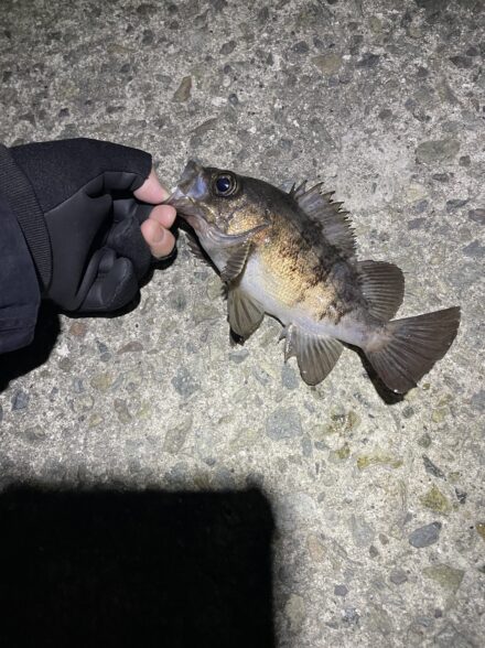 爆風メバリング