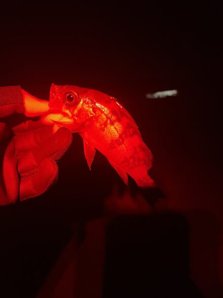 仕事終わりにメバリング