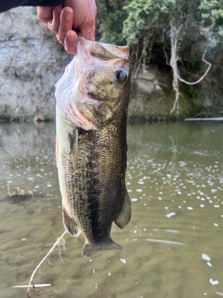 高滝湖&亀山湖釣行！！