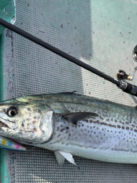 成海丸 サワラキャスティング