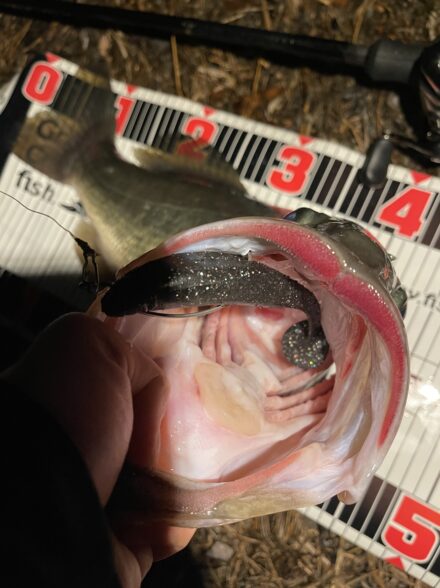 藤本釣行便バス釣り編in琵琶湖