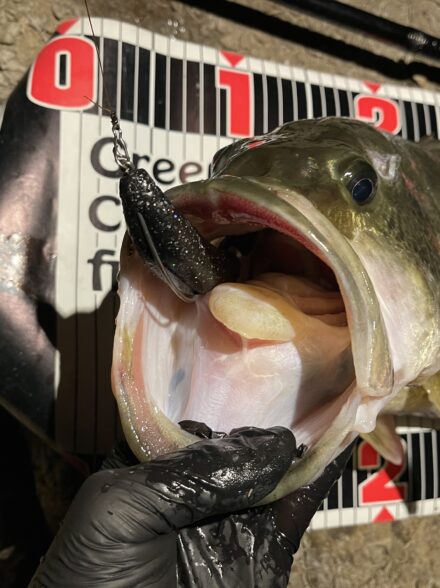 藤本釣行便バス釣り編in琵琶湖