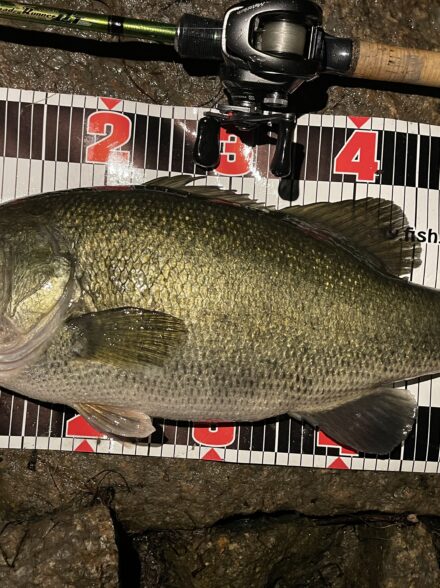 藤本釣行便バス釣り編in琵琶湖