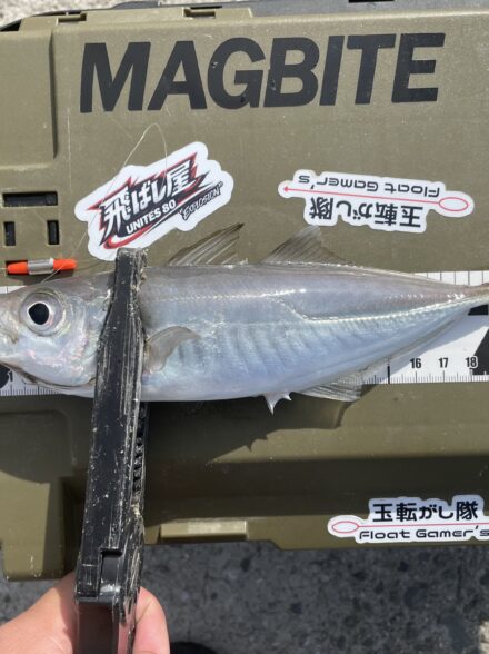 春目前なアジング🎣in和歌山