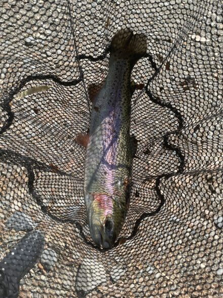 のんびり癒しのエリアトラウト🎣