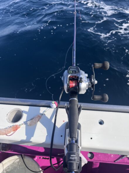 2026 東京湾トラフグ🐡チャレンジ