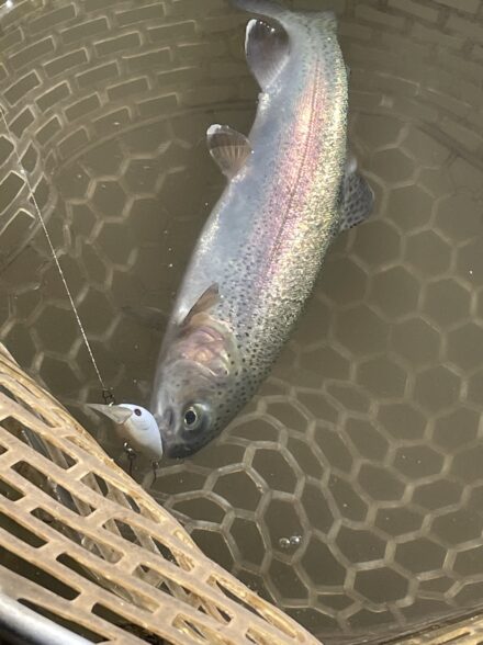 初心者が行くエリアトラウト②