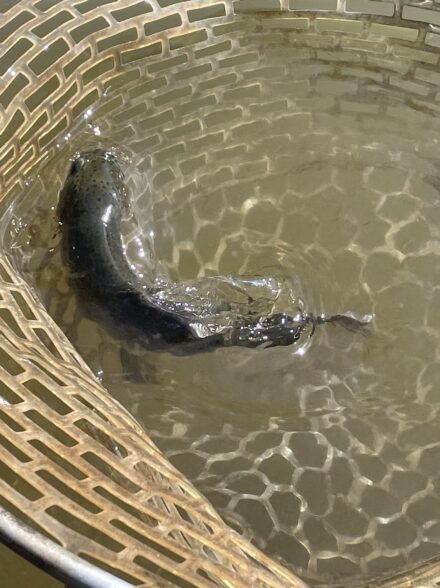 初心者が行くエリアトラウト