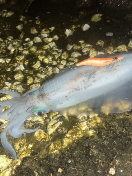 和歌山春イカ調査🦑