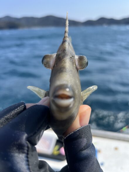 厳寒期の船カワハギ