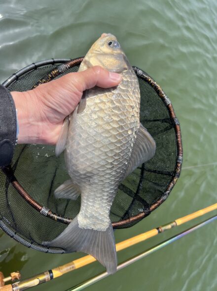 春乗っ込みヘラ釣り