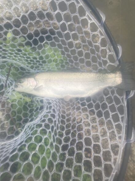 雨雨トラウト❗️