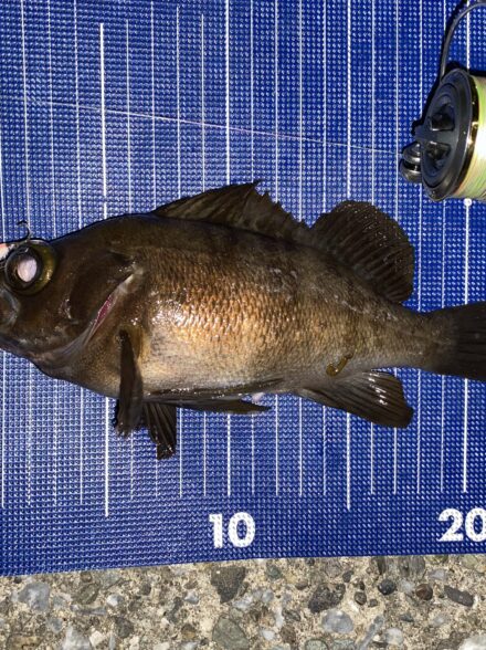 メバリングin三浦半島