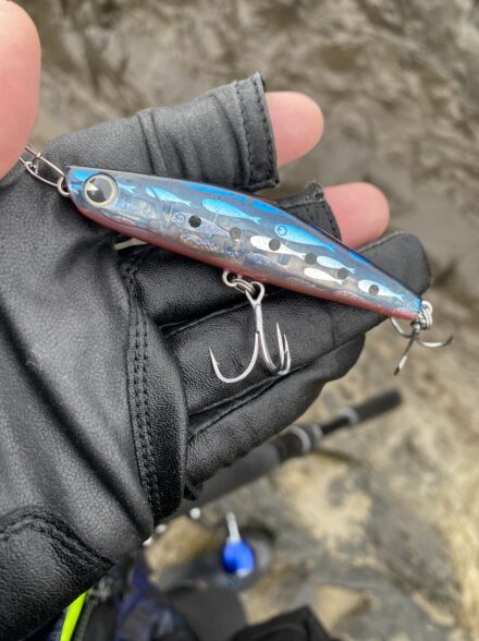 ヒラスズキin三浦半島