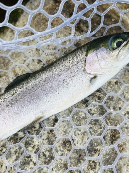エリアトラウト 高島の泉