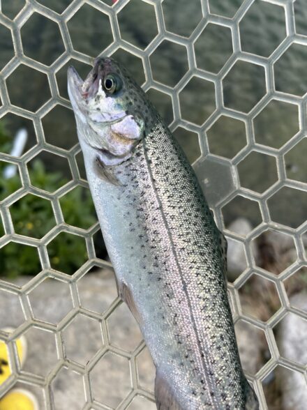 エリアトラウト　高島の泉2