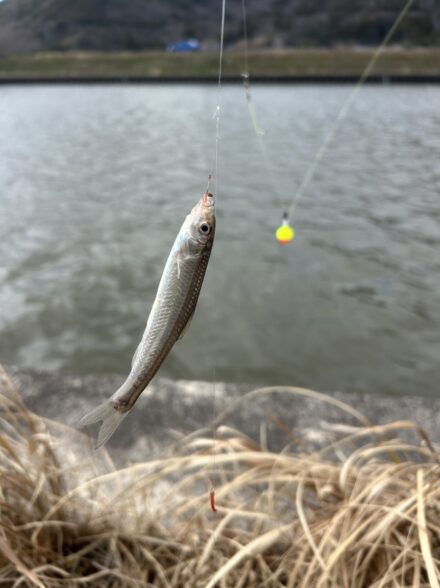 春の風物詩 琵琶湖もろこ釣り