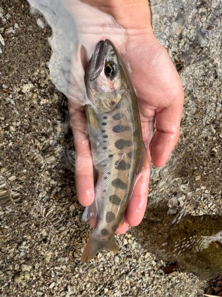 丹沢ヤマメ 解禁日釣行