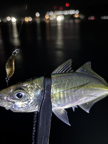 のんびりアジング！