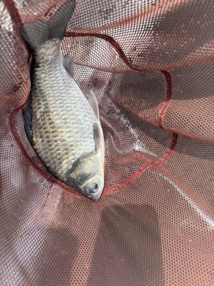 フナは冬でも高活性