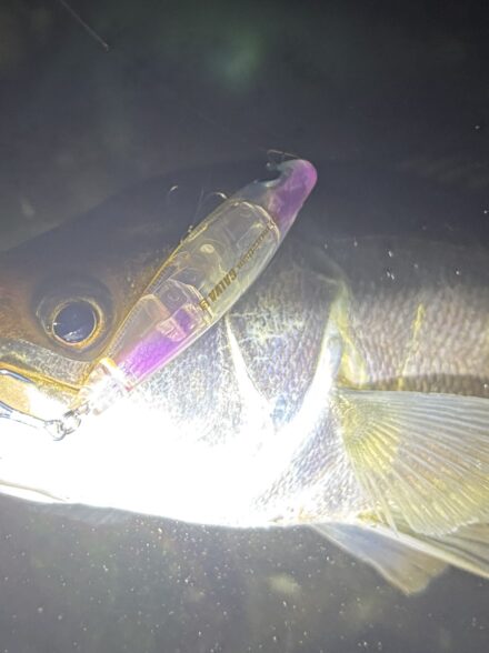 大阪湾奥に春開幕！