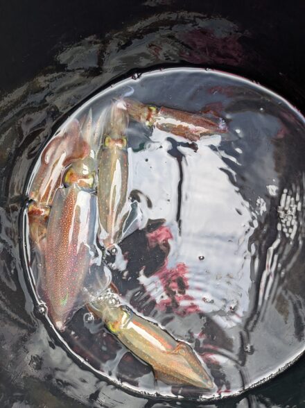 マルイカ修行2026 3月①