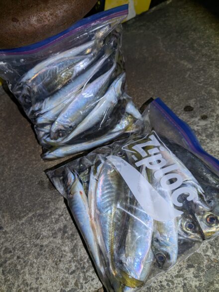 和歌山アジング