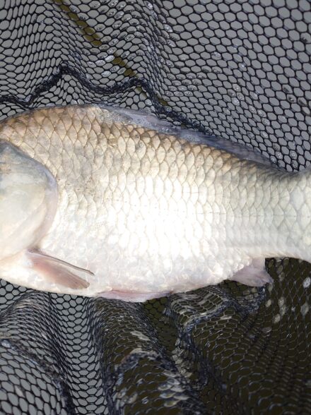 雨の日こそヘラブナ釣行IN天神釣り池🎣